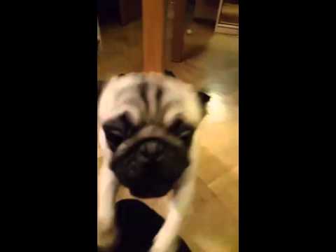 Видео: Кормим чудовище | Руслан Усачев в перископ