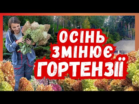 Видео: Прогулянка осіннім садом гортензій: краса, яка дивує