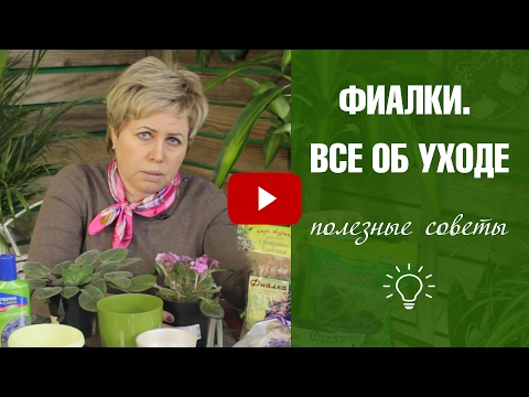 Видео: Фиалка в домашних условиях 🌼 Правила выращивания и ухода  🌼 Фиалки ликбез с Хитсад