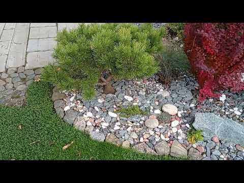 Видео: Любимый сад 🏡❤️🍂.