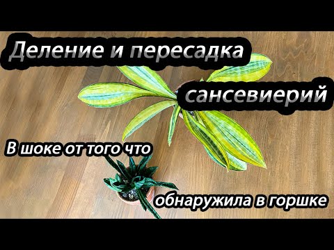 Видео: Деление и пересадка сансевиерий- в шоке от того что обнаружила в горшке!