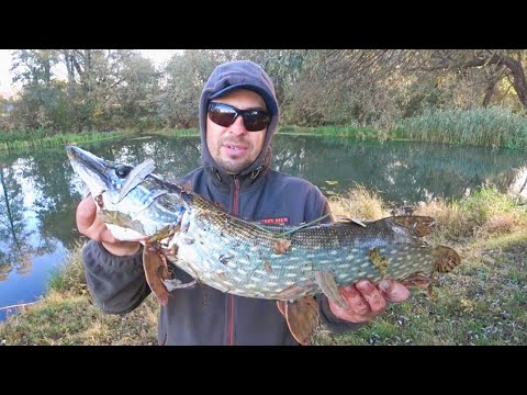 Видео: Ловля Щуки на Великий Силікон і Джерки