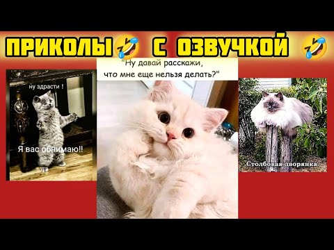 Видео: можно делать здрасти-мордасти ! смотри смешные картинки мемы котики приколы с озвучкой 🤣