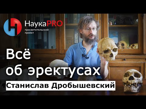 Видео: Всё об эректусах | Хомо эректус | Homo erectus – Станислав Дробышевский | Лекции по антропологии