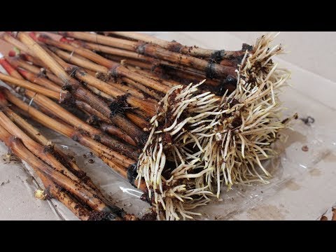 Видео: Мощное укоренение -  это просто.