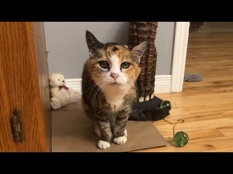 Видео: Самый старый котёнок в нашей жизни 😲 Очень старый кот выглядит как котёнок
