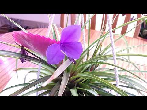 Видео: Тилландсия синяя Tillandsia cyanea Pink quill plant