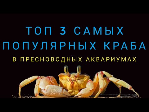 Видео: Топ 3 самых популярных краба.