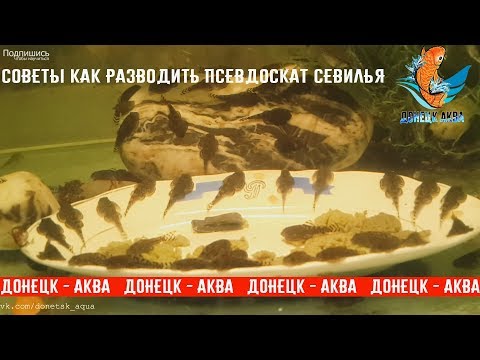 Видео: как разводить псевдоскат севилья, The Complete  Fish Life Cycle, akvaarioissa, akvaariumi kalad