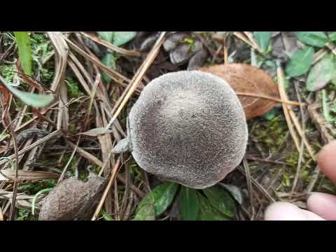 Видео: Грибы в конце октября. Начинается сезон рядовок, грибы 2023
