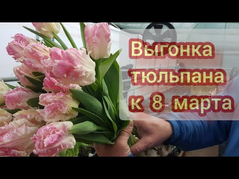 Видео: Выгонка тюльпана к 8 марта сорт Кабанна