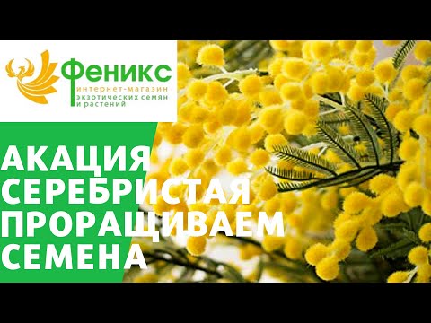 Видео: Проращиваем Акацию Серебристую из семян