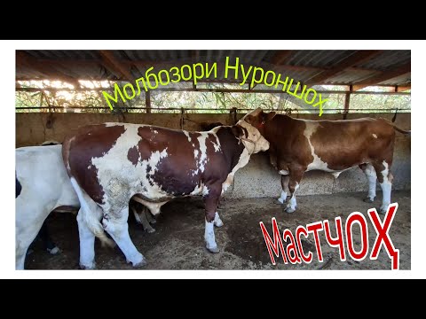 Видео:  Молбозори Нуроншох Мастчох 10 09 25г