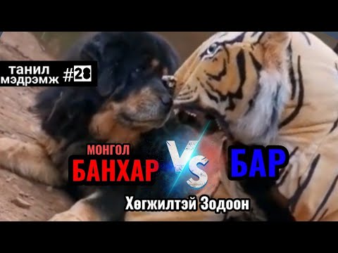 Видео: Танил Мэдрэмж #28