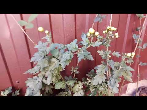 Видео: Вот-вот расцветут дубочки в палисаднике