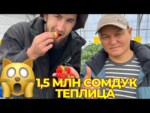 Видео: 1,5 млн сомдон теплица 2 сотик 🙀 0701 944 440
