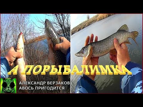 Видео: А порыбалимка. Звонит, звонит донской пеленгас.