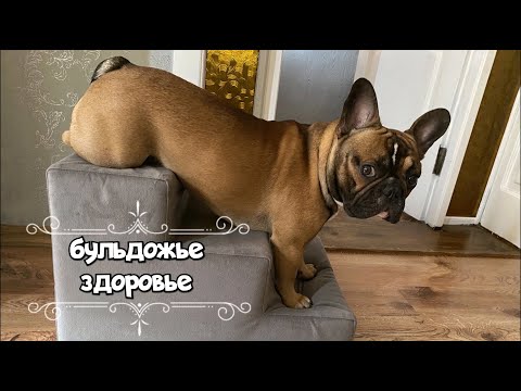 Видео: Здоровье французского бульдога. Прививки, профилактика от паразитов, собачьи документы и другое