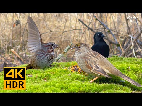 Видео: кошка тв 🐱 8 часов 🐦 птицы и кролики в лесу 🐰 звуки лягушки и сверчка (4K HDR)