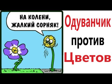 Видео: Приколы! ОДУВАНЧИК ПРОТИВ ЦВЕТОВ! Смешные видео от Доми шоу! Мемы анимация
