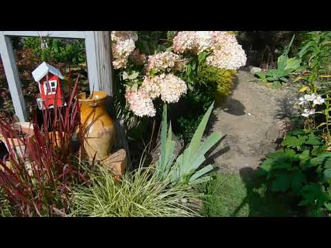 Видео: Вернемся в август и прогуляемся по моему саду.Часть вторая.