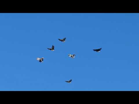 Видео: Николаевские голуби Драганова Виталия.