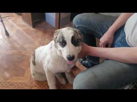 Видео: #алабай #сао 🐕 Обработка от клещей 💉 🦴