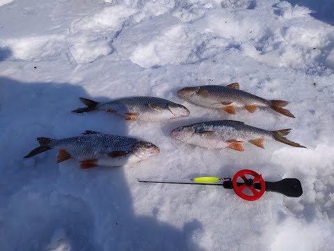 Видео: Рыбалка моей мечты на Зайсане. Рыболовный рай. Розыгрыш дрона. День 1 (2)