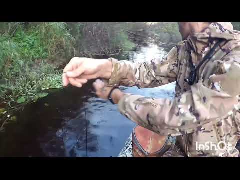 Видео: Рыбалка🎣 с Женой#fishing на рогатки в корягах# наловили щук# речка Сясь# В Ленинградской Области. 
