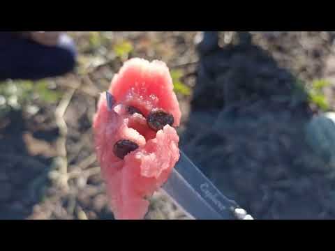 Видео: Бахчи тыква Красный Яр.