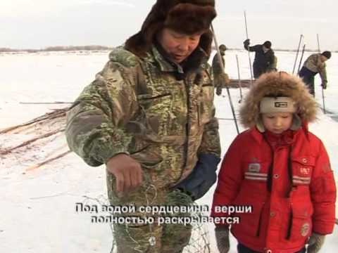 Видео: Заездок на налима. Выпуск 66. Эфир от 31.01.11