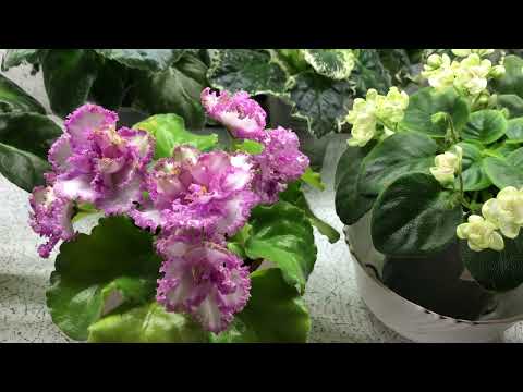 Видео: #Фиалки. Обзор цветения молодых стартеров фиалок на стеллаже.