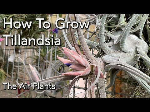Видео: Коллекция и уход за тилландсиями (воздушными растениями) 101 - Основы полива, освещения, выращива...