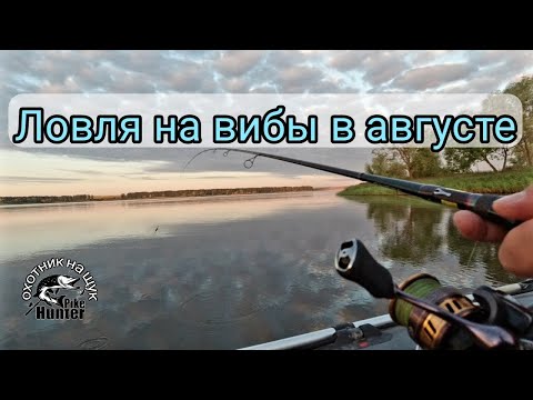 Видео: Рыбалка на вибы в августе. Ловля окуня и щуки на спиннинг.