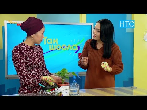 Видео: Бөлмө гүлдөрүнө кышында кандай кам көрүү керек? / Таң Шоола / НТС