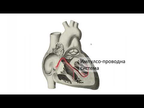 Видео: Импулсо-проводна система (4:05) ┃teoriyata.com