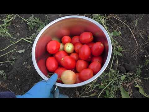 Видео: Томаты, ведро с куста.