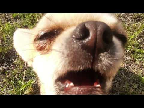 Видео: ЩЕНКИ: Плейлист песен