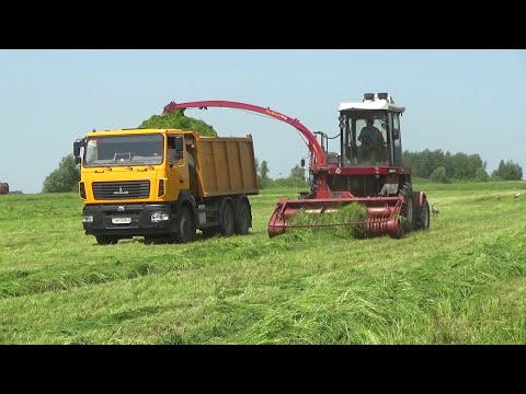 Видео: Уборка сенажа в СПК "Гигант" : Нелёгкий путь кормов от поля до траншеи