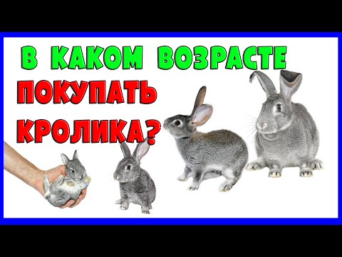 Видео: В КАКОМ ВОЗРАСТЕ ПОКУПАТЬ КРОЛИКА?