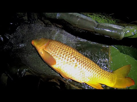 Видео: Рибалка на коропа з ночівлею 2023. Цього разу не втік!