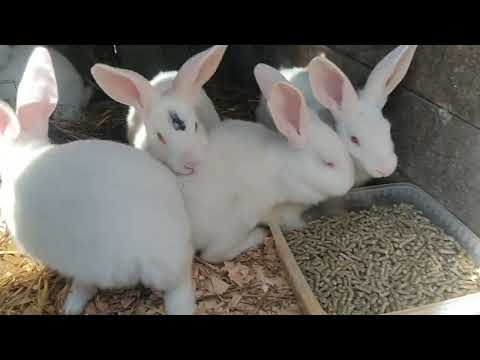 Видео: Кролики Панон белый, прибавление в хозяйстве.🐰🐰🐰🐰🐰