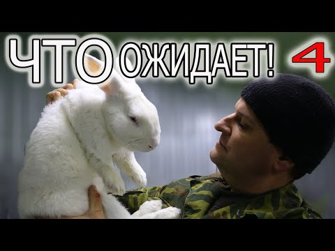 Видео: РЕШИЛИ ЗАВЕСТИ КРОЛИКОВ?