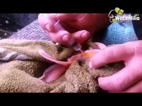 Видео: Весенний нерест рыбок комет состоялся