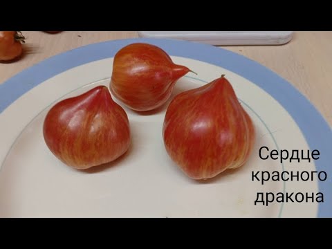 Видео: Потрясающе красивый томат Сердце красного дракона