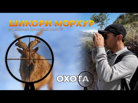 Видео: Шикори бузи МОРХУР дар деҳаи Ёли н. Шамсиддини Шоҳин | Манзараҳои дилферибе Олами Вуҳуш