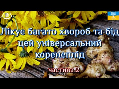 Видео: Лікує багато хвороб та бід цей універсальний коренеплід (частина 2)