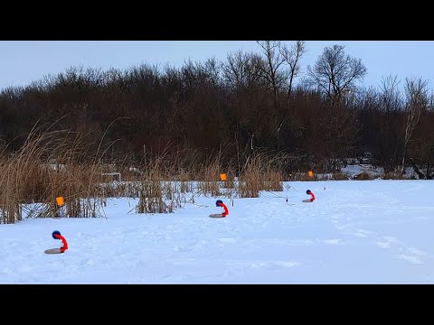 Видео: УШЛИ ЛОВИТЬ ОКУНЯ И ЩУЧКА ПРОСНУЛАСЬ. Зимняя рыбалка на жерлицы