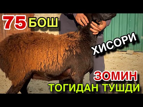 Видео: 75 БОШ ХИСОРИ КУЙЛАР ЗОМИН ТОГИДАН ТУШИБ КЕЛДИ! ЖИЗЗАХ ВИЛОЯТИ ШАРОВ РАШИДОВ ТУМАНИ! 