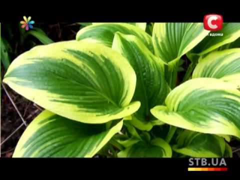 Видео: Садим правильно клумбу на даче - Все буде добре - Выпуск 178 - 07.05.2013 - Все будет хорошо